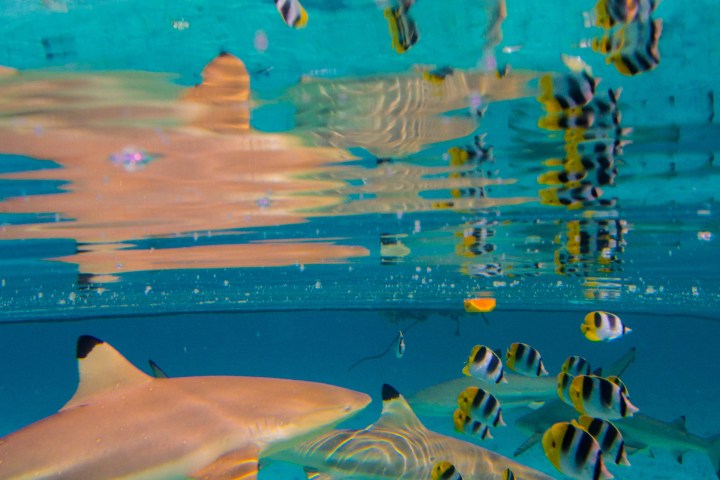 Shark and fisch on bora bora