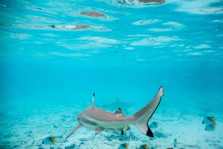 Lagoon snorkelling tour