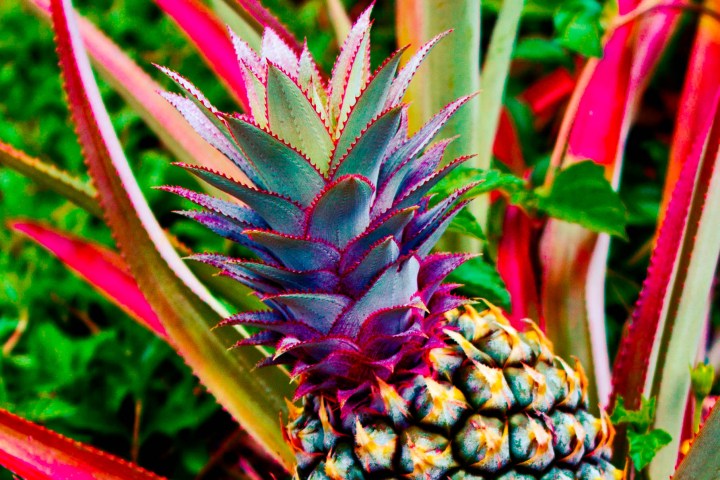 Polynesian History Culture Tour